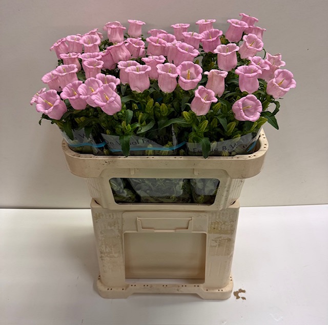 Campanula campana pearl pink.jpg